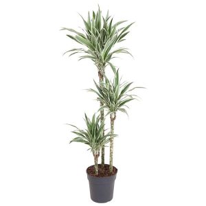 Dracaena White Stripe Kamerplant - Hoogte 150cm - Ø24cm