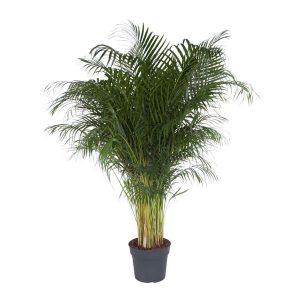 Dypsis Lutescens Kamerplant - Hoogte 200cm - Ø34cm