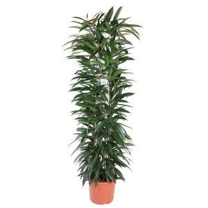 Ficus Alii King Kamerplant zuil - Hoogte 150cm - Ø29cm
