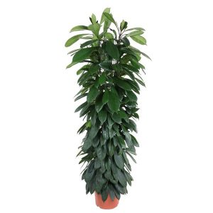 Ficus Cyathistipula Kamerplant zuil - Hoogte 150cm - Ø29cm