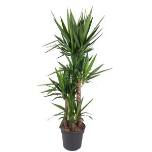 Yucca Elephantipe Kamerplant - Hoogte 180cm - Ø34cm