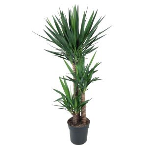 Yucca Elephantipe Kamerplant - Hoogte 140cm - Ø27cm