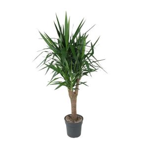Yucca Elephantipe Kamerplant vertakt - Hoogte 150cm - Ø31cm