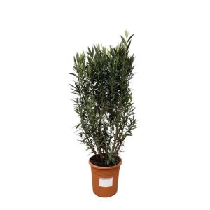Nerium Oleander Buitenplant struik - Hoogte 180cm - Ø40cm