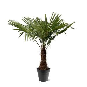 Trachycarpus Fortuneii Buitenplant - Hoogte 220-240cm - Ø45cm