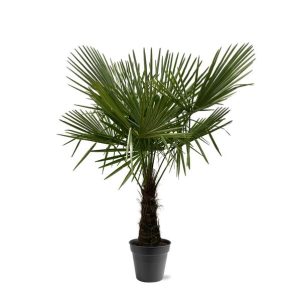 Trachycarpus Fortuneii Buitenplant - Hoogte 160-180cm - Ø30cm