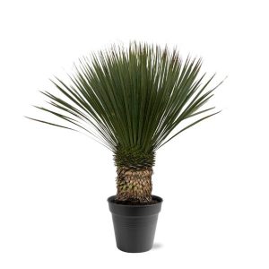Yucca Rostrata Buitenplant - Hoogte 80-100cm - Ø38cm