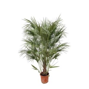 Chamaerops Humilis Buitenplant struik - Hoogte 170cm - Ø30cm