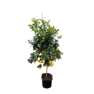 Citrus Lemon Buitenplant - Hoogte 200cm - Ø40cm