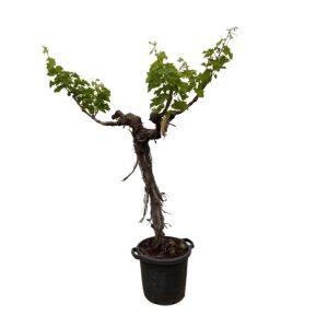 Druivenboom (Vitis Vinifera) Buitenplant stam vertakt - Hoogte 220cm - Ø55cm