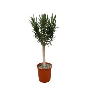 Nerium Oleander Buitenplant op stam met roze bloem - Hoogte 110cm - Ø22cm