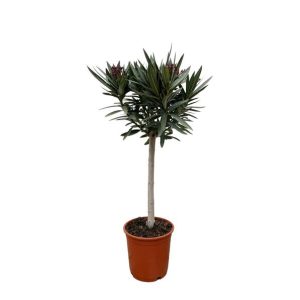Nerium Oleander Buitenplant op stam met roze bloem - Hoogte 90cm - Ø22cm