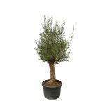Olijfboom Bonsai (Olea Europaea) Buitenplant - Hoogte 250cm - Ø65cm