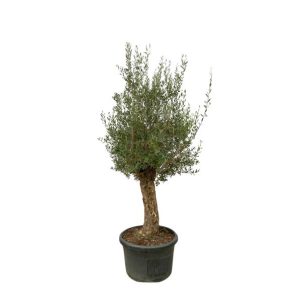 Olijfboom Bonsai (Olea Europaea) Buitenplant - Hoogte 250cm - Ø65cm