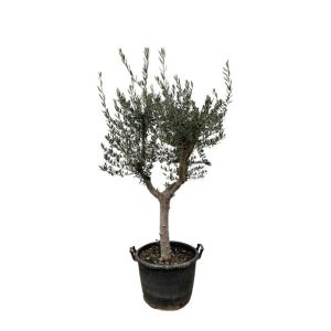 Olea Europaea Buitenplant Cultivo - Hoogte 220cm - Ø40cm