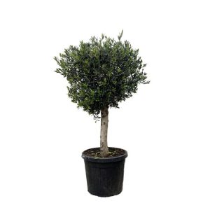 Olea Europaea Buitenplant Lorc - Hoogte 180cm - Ø50cm