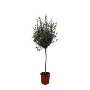 Olijfboom (Olea Europaea) Buitenplant op stam - Hoogte 160cm - Ø24cm
