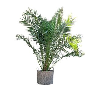 Phoenix Canariensis Buitenplant - Hoogte 300cm - Ø50cm