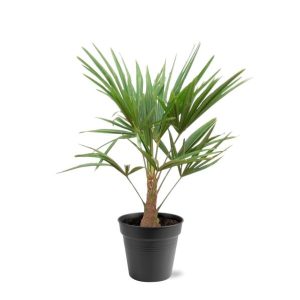 Trachycarpus Fortunei Buitenplant - Hoogte 90-100cm - Ø21cm