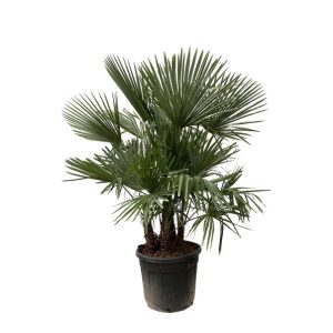 Trachycarpus multi stam Buitenplant - Hoogte 230cm - Ø50cm