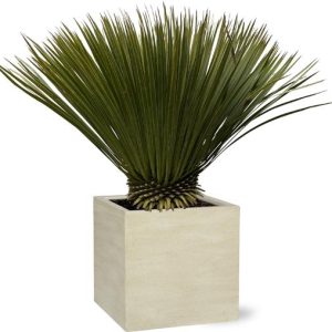 Yucca Rostrata Buitenplant - Hoogte 70cm - Ø30cm