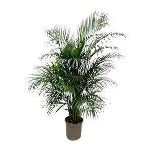 Dypsis Lutescens (Arecapalm) Kamerplant - Hoogte 150cm - Ø24cm
