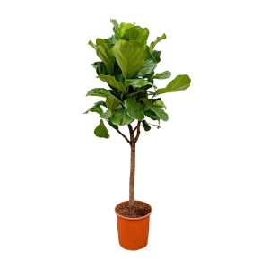 Ficus Lyrata Kamerplant boom - Hoogte 180cm - Ø30cm