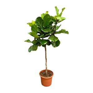 Ficus Lyrata Kamerplant boom XXL - Hoogte 200cm - Ø40cm