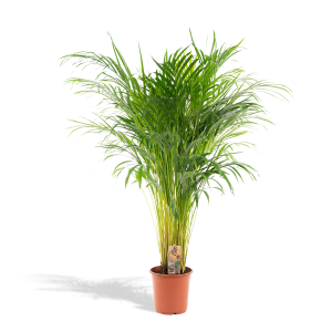 Areca Palm Kamerplant - Hoogte 110cm - Ø21cm