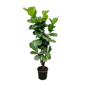 Ficus Lyrata Kamerplant vertakt - Hoogte 180cm - Ø32cm