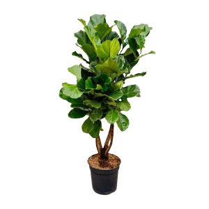 Ficus Lyrata Kamerplant vertakt XL - Hoogte 200cm - Ø32cm
