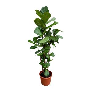 Ficus Lyrata Kamerplant vertakt XXL - Hoogte 220cm - Ø40cm