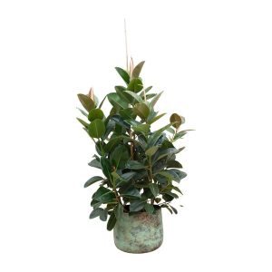 Ficus Robusta Kamerplant vertakt - Hoogte 150cm - Ø38cm