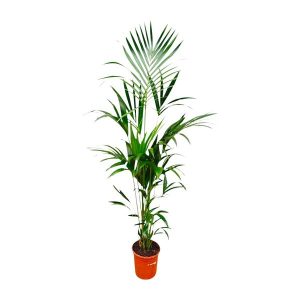 Kentia Palm Kamerplant - Hoogte 180cm - Ø24cm