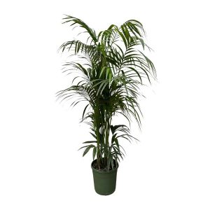 Kentia Palm Kamerplant - Hoogte 220cm - Ø38cm
