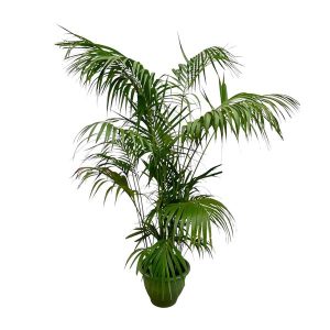 Kentia Palm XXL Kamerplant - Hoogte 260cm - Ø35cm