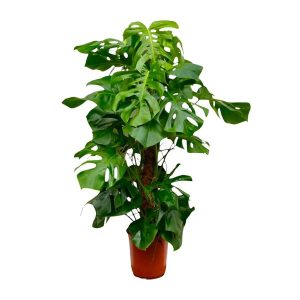 Monstera Deliciosa XXL Kamerplant - Hoogte 150cm - Ø27cm