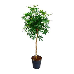 Schefflera Kamerplant op stam - Hoogte 170cm - Ø30cm