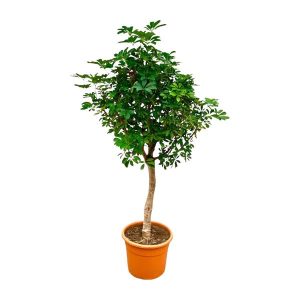 Schefflera Kamerplant op stam - Hoogte 210cm - Ø45cm
