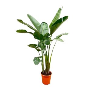 Strelitzia Augusta De Luxe XXL Kamerplant - Hoogte 250cm - Ø38cm