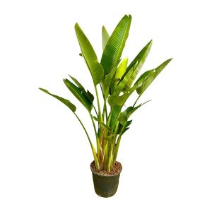 Strelitzia Augusta Multistam XXL Kamerplant - Hoogte 225cm - Ø40cm