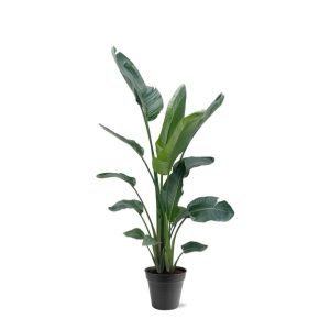 Strelitzia Nicolai XXL Kamerplant - Hoogte 190-225cm - Ø27-30cm