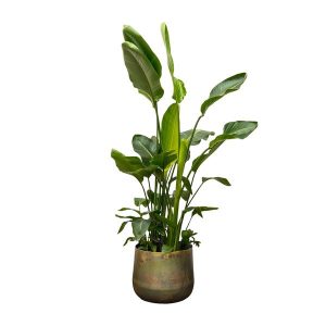 Strelitzia Nicolai De Luxe XXL Kamerplant - Hoogte 250cm - Ø40cm