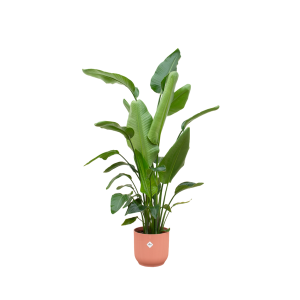 Combi Deal: Strelitzia Nicolai Kamerplant inclusief elho Vibes Fold Round roze - Hoogte 170cm - Ø30cm
