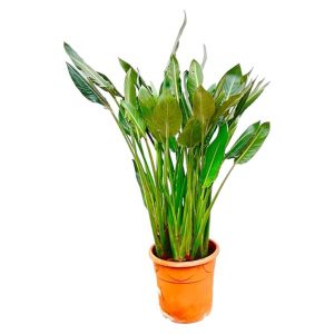 Strelitzia Reginae XL Kamerplant - Hoogte 160cm - Ø30cm