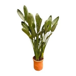 Strelitzia Reginae XXL Kamerplant - Hoogte 200cm - Ø50cm