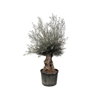 Olijfboom Bonsai (Olea Europaea) Buitenplant - Hoogte 270cm - Ø80cm