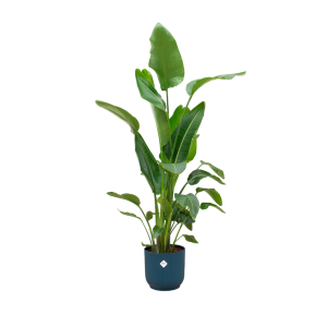 Combi Deal: Strelitzia Nicolai Kamerplant inclusief elho Vibes Fold Round blauw - Hoogte 170cm - Ø30cm