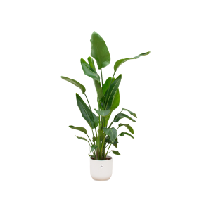 Combi Deal: Strelitzia Nicolai Kamerplant inclusief elho Vibes Fold Round wit - Hoogte 160cm - Ø30cm