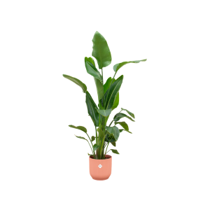 Combi Deal: Strelitzia Nicolai Kamerplant inclusief elho Vibes Fold Round roze - Hoogte 160cm - Ø30cm